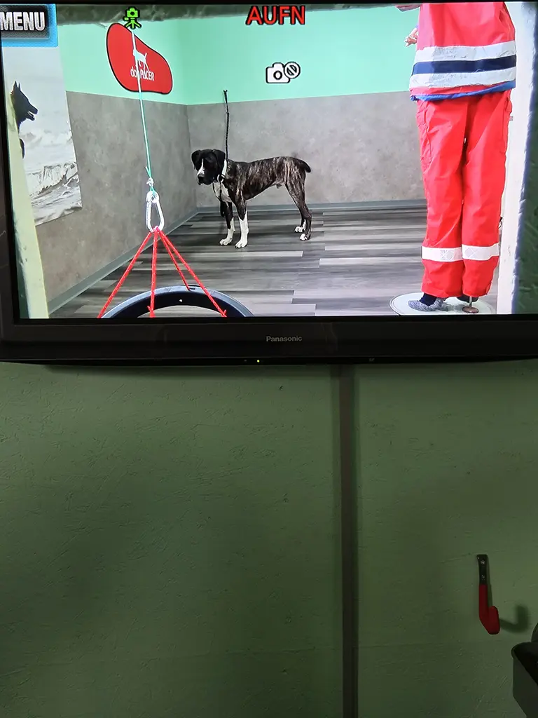 Beobachtung des Hundes über den Fernseher im Nebenraum
